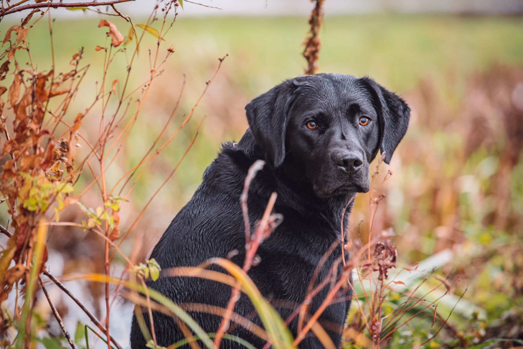 BASC Fenland Wildfowlers-30low