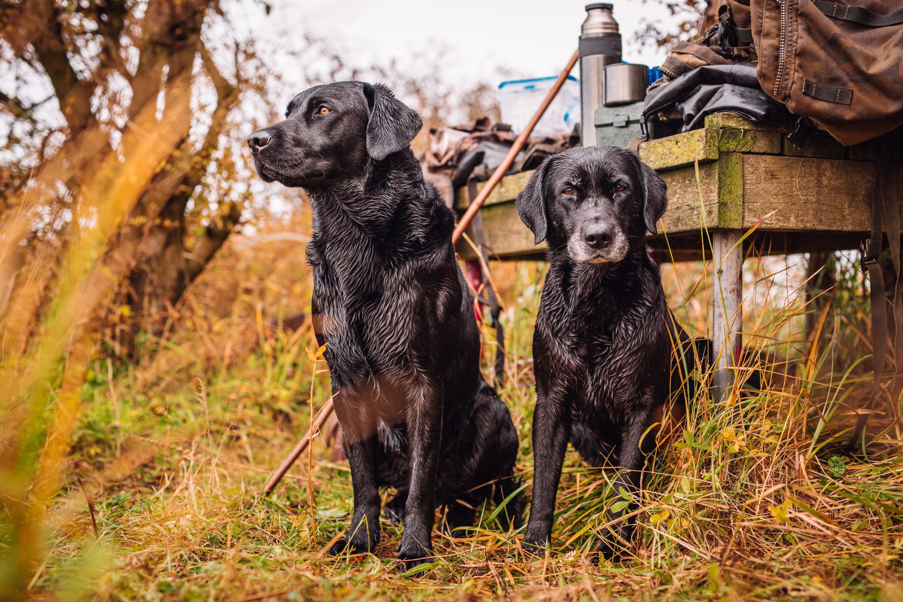 BASC Fenland Wildfowlers-41low