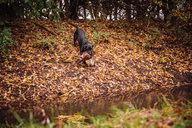 BASC Fenland Wildfowlers-189low