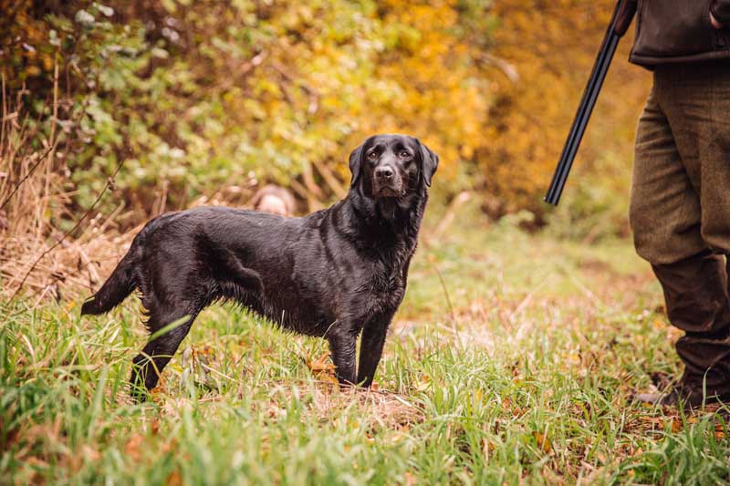 BASC Fenland Wildfowlers-175low