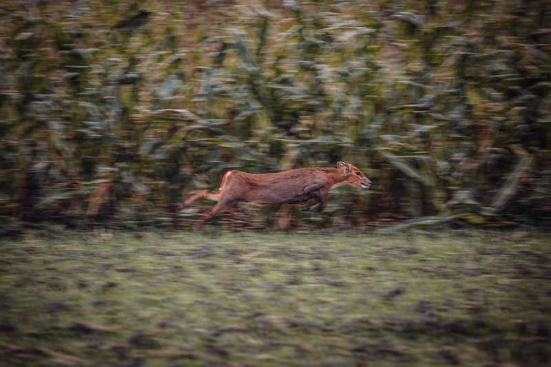 BASC Fenland Wildfowlers-261low