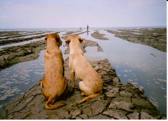 dogs with fishermen