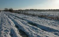 SNOWY PASTURES