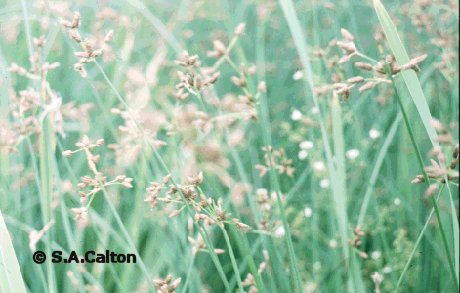 bulrush
