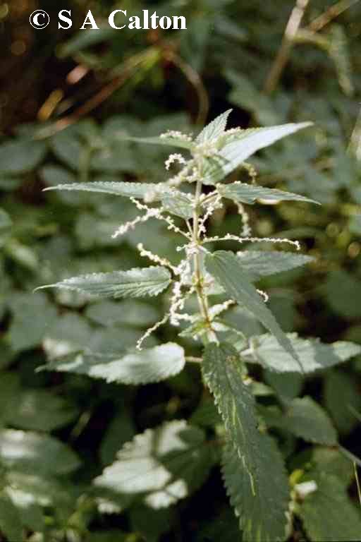 fen nettle