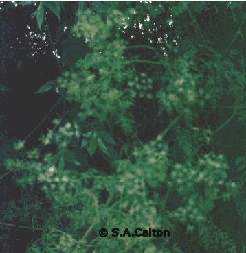 hemlock