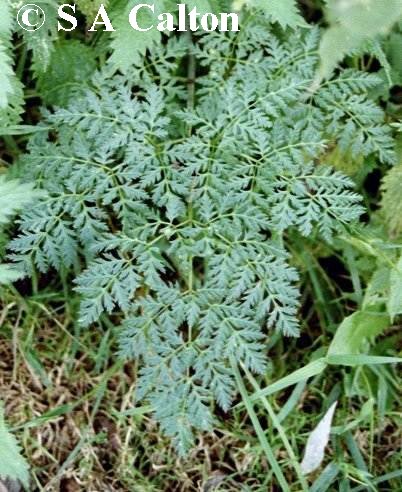 hemlockleaf
