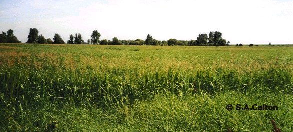 reedsweedgrass