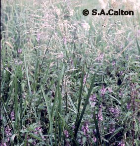 reedsweetgrass2