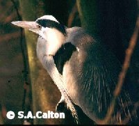 greyheron