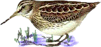 jacksnipe