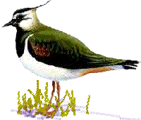 lapwing