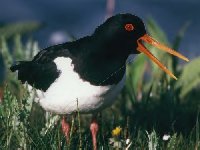 oystercatcher