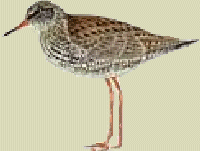 redshankgif