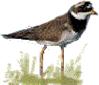 ringedplover