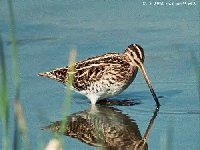 Snipe2