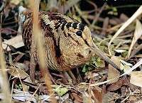 Woodcock