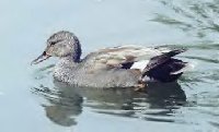 gadwallm