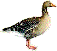 greylag