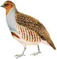 greypartridge