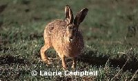 hare