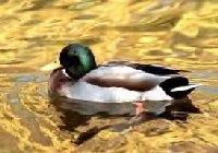 mallard1m