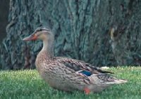 mallardf