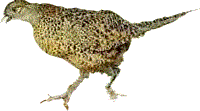 pheasantf
