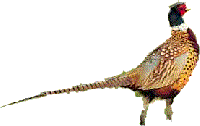 pheasantm
