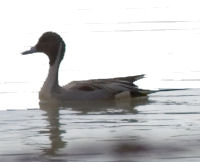 pintailemale