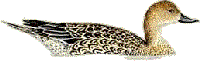 pintailf