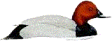 pochardm
