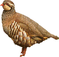 redlegpartridge