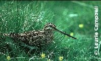 snipe
