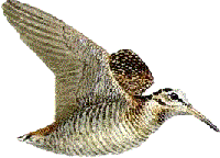 woodcockflying