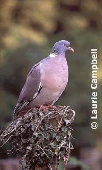woodpigeon